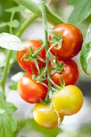 Solanum lycopersicum (Tomaat) - afbeelding 155
