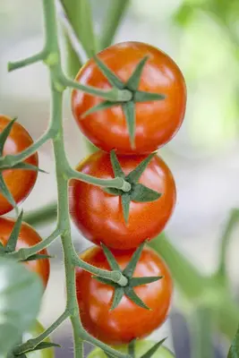 Solanum lycopersicum (Tomaat) - afbeelding 156