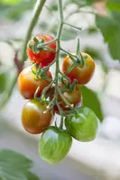 Solanum lycopersicum (Tomaat) - afbeelding 157