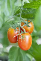 Solanum lycopersicum (Tomaat) - afbeelding 158