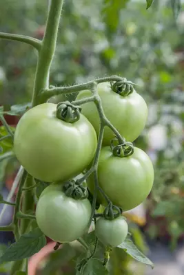 Solanum lycopersicum (Tomaat) - afbeelding 160