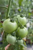 Solanum lycopersicum (Tomaat) - afbeelding 160