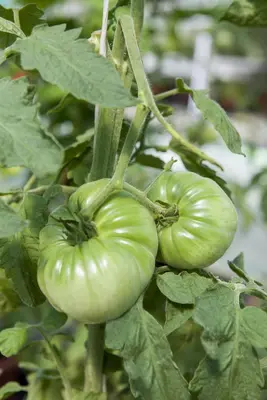 Solanum lycopersicum (Tomaat) - afbeelding 161