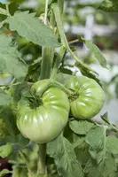Solanum lycopersicum (Tomaat) - afbeelding 161
