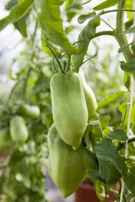 Solanum lycopersicum (Tomaat) - afbeelding 162