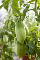 Solanum lycopersicum (Tomaat) - afbeelding 162