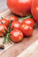 Solanum lycopersicum (Tomaat) - afbeelding 163