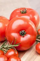 Solanum lycopersicum (Tomaat) - afbeelding 168