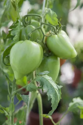 Solanum lycopersicum (Tomaat) - afbeelding 173