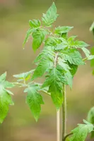 Solanum lycopersicum (Tomaat) - afbeelding 186