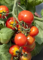 Solanum lycopersicum (Tomaat) - afbeelding 25