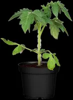 Solanum lycopersicum (Tomaat) - afbeelding 109