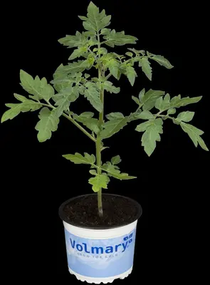 Solanum lycopersicum (Tomaat) - afbeelding 178