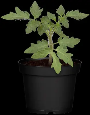 Solanum lycopersicum (Tomaat) - afbeelding 177