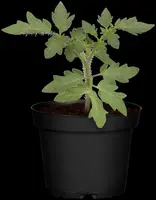 Solanum lycopersicum (Tomaat) - afbeelding 177
