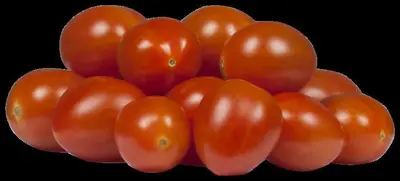 Solanum lycopersicum (Tomaat) - afbeelding 170