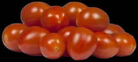 Solanum lycopersicum (Tomaat) - afbeelding 170
