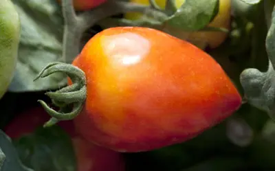 Solanum lycopersicum (Tomaat) - afbeelding 27