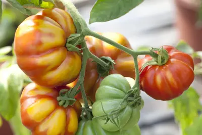 Solanum lycopersicum (Tomaat) - afbeelding 3
