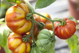 Solanum lycopersicum (Tomaat) - afbeelding 3