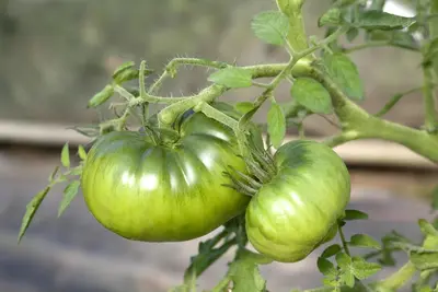 Solanum lycopersicum (Tomaat) - afbeelding 4