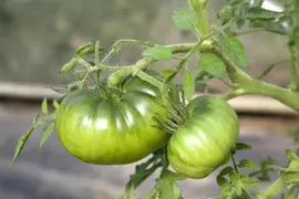 Solanum lycopersicum (Tomaat) - afbeelding 4