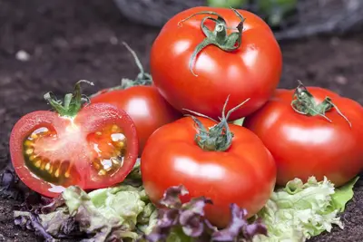 Solanum lycopersicum (Tomaat) - afbeelding 5