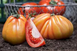 Solanum lycopersicum (Tomaat) - afbeelding 8