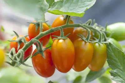 Solanum lycopersicum (Tomaat) - afbeelding 12