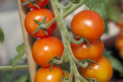 Solanum lycopersicum (Tomaat) - afbeelding 14