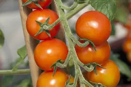 Solanum lycopersicum (Tomaat) - afbeelding 14
