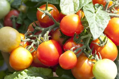 Solanum lycopersicum (Tomaat) - afbeelding 17