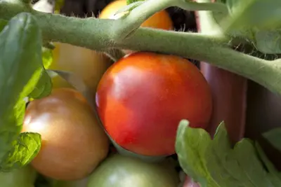 Solanum lycopersicum (Tomaat) - afbeelding 19