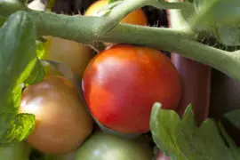 Solanum lycopersicum (Tomaat) - afbeelding 19