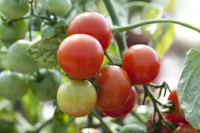 Solanum lycopersicum (Tomaat) - afbeelding 23
