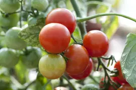 Solanum lycopersicum (Tomaat) - afbeelding 23