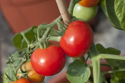 Solanum lycopersicum (Tomaat) - afbeelding 24