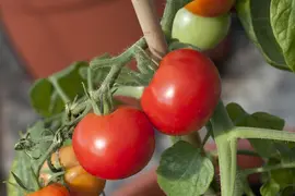 Solanum lycopersicum (Tomaat) - afbeelding 24