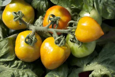 Solanum lycopersicum (Tomaat) - afbeelding 28