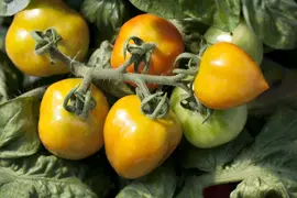 Solanum lycopersicum (Tomaat) - afbeelding 28