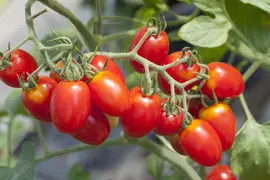 Solanum lycopersicum (Tomaat) - afbeelding 35