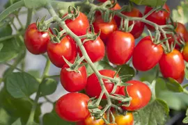 Solanum lycopersicum (Tomaat) - afbeelding 37