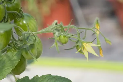 Solanum lycopersicum (Tomaat) - afbeelding 38