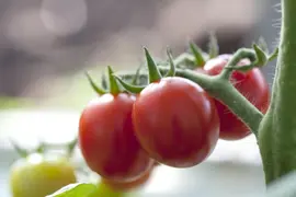 Solanum lycopersicum (Tomaat) - afbeelding 48