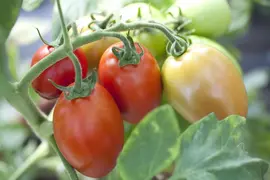 Solanum lycopersicum (Tomaat) - afbeelding 52