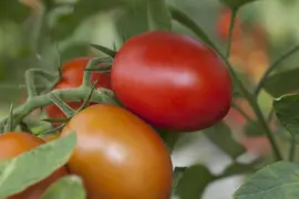 Solanum lycopersicum (Tomaat) - afbeelding 59