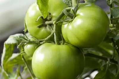 Solanum lycopersicum (Tomaat) - afbeelding 70