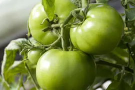 Solanum lycopersicum (Tomaat) - afbeelding 70