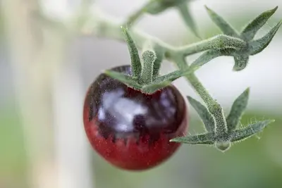 Solanum lycopersicum (Tomaat) - afbeelding 71