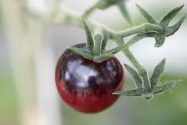 Solanum lycopersicum (Tomaat) - afbeelding 71